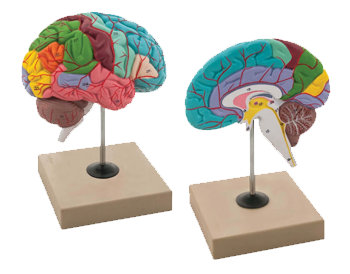 brain-models