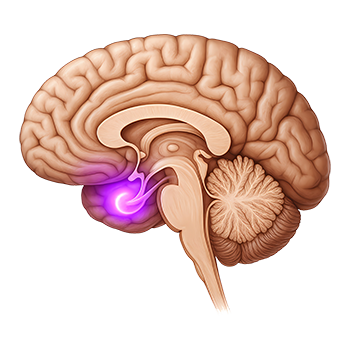 brain-senses